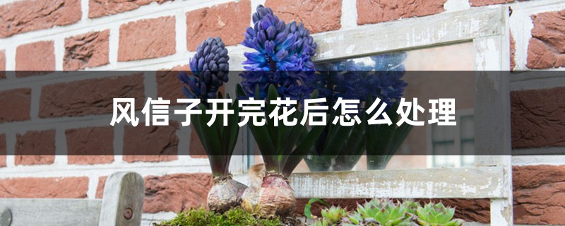 风信子开完花后怎么处理,怎么留种 风信子开完花后怎么处理,怎么留种