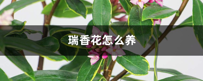 瑞香花怎么养,家庭养法 瑞香花怎么养,家庭养法