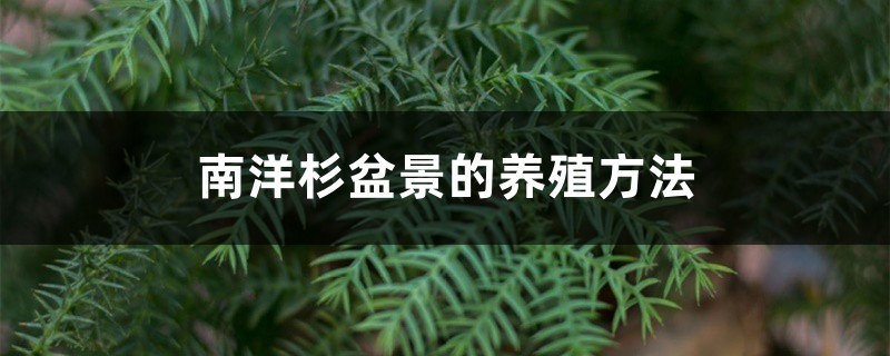 南洋杉盆景的养殖方法,冬天能冻死不 南洋杉盆景的养殖方法,冬天能冻死不