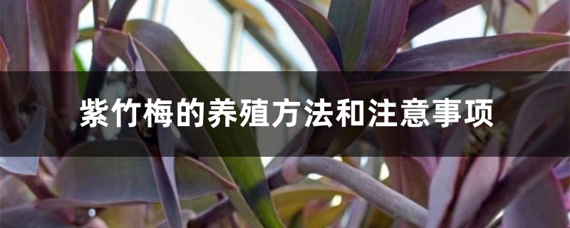 紫竹梅的养殖方法和注意事项 紫竹梅的养殖方法和注意事项