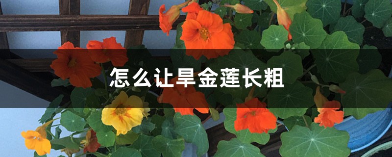 怎么让旱金莲长粗,如何爆盆 怎么让旱金莲长粗,如何爆盆