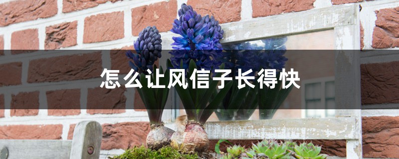 怎么让风信子长得快,长太高怎么处理 怎么让风信子长得快,长太高怎么处理
