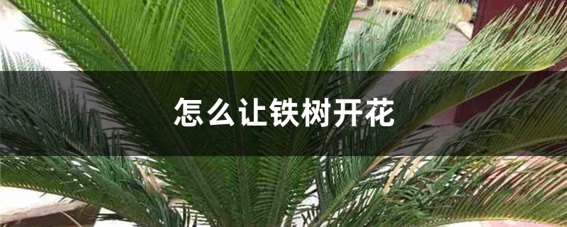 怎么让铁树开花,开花代表什么 怎么让铁树开花,开花代表什么
