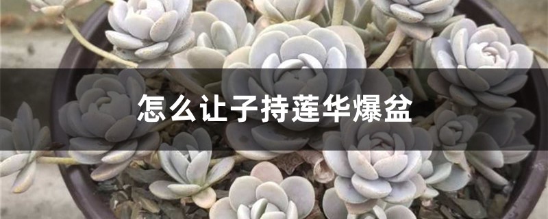 怎么让子持莲华爆盆,怎么繁殖 怎么让子持莲华爆盆,怎么繁殖