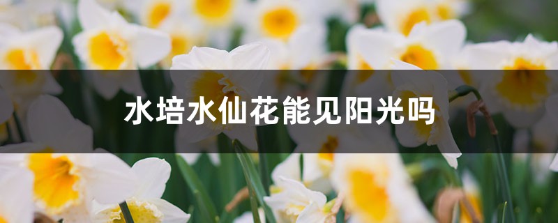 水培水仙花能见阳光吗,水仙花其他养护方法 水培水仙花能见阳光吗,水仙花其他养护方法