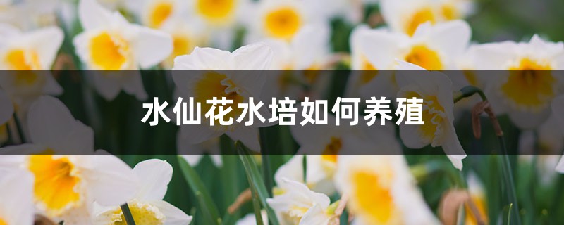 水仙花水培如何养殖,水养多久能开花 水仙花水培如何养殖,水养多久能开花