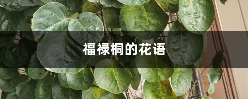 福禄桐的花语和寓意,送人有什么禁忌 福禄桐的花语和寓意,送人有什么禁忌
