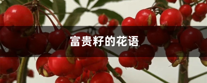 富贵籽的花语和寓意,送人有什么禁忌 富贵籽的花语和寓意,送人有什么禁忌