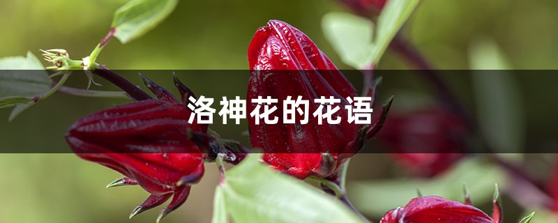 洛神花的花语和寓意,有什么传说故事 洛神花的花语和寓意,有什么传说故事