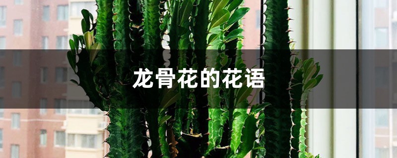 龙骨花的花语和寓意,有什么传说故事 龙骨花的花语和寓意,有什么传说故事