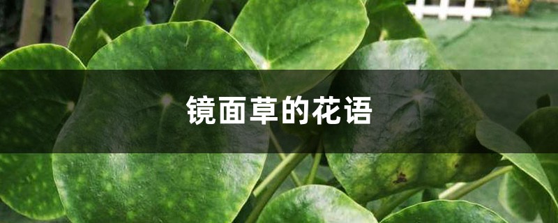 镜面草的花语和寓意,送人有什么禁忌 镜面草的花语和寓意,送人有什么禁忌