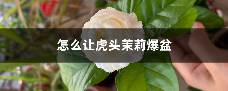 怎么让虎头茉莉爆盆,怎样才能多开花 怎么让虎头茉莉爆盆,怎样才能多开花