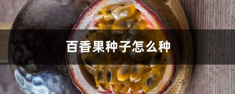 百香果种子怎么种,怎么育苗 百香果种子怎么种,怎么育苗