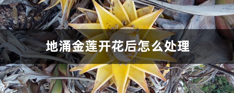地涌金莲开花后怎么处理,烂茎了怎么办 地涌金莲开花后怎么处理,烂茎了怎么办