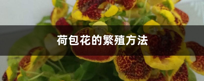 荷包花的繁殖方法,怎么养 荷包花的繁殖方法,怎么养