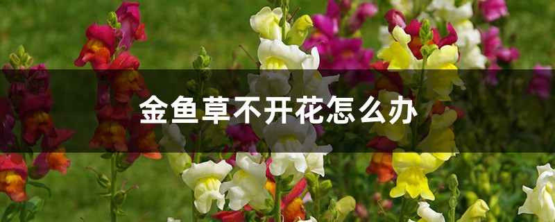 金鱼草不开花怎么办,怎么养爆盆 金鱼草不开花怎么办,怎么养爆盆