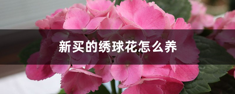 新买的绣球花怎么养 新买的绣球花怎么养