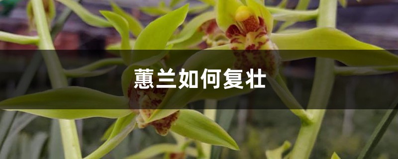 蕙兰如何复壮,牙签苗怎么复壮 蕙兰如何复壮,牙签苗怎么复壮