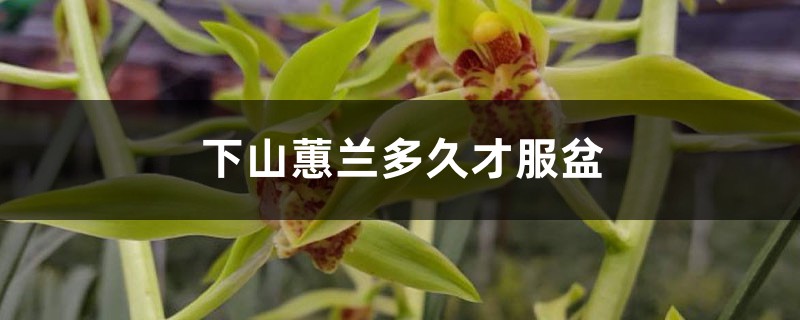 下山蕙兰多久才服盆,几年能开花 下山蕙兰多久才服盆,几年能开花