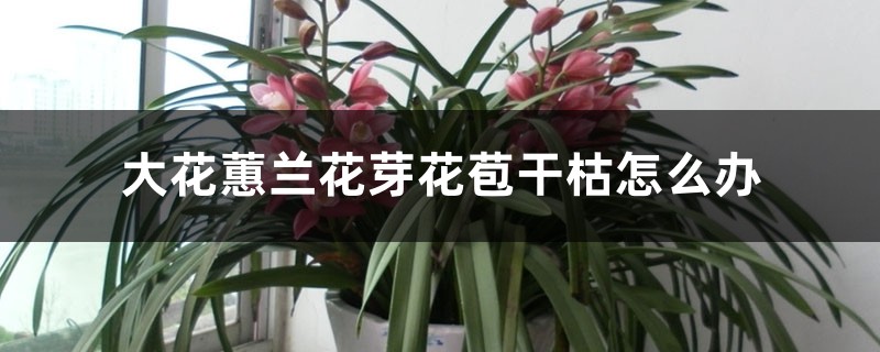 大花蕙兰花芽花苞干枯怎么办,花苞期怎么养护 大花蕙兰花芽花苞干枯怎么办,花苞期怎么养护