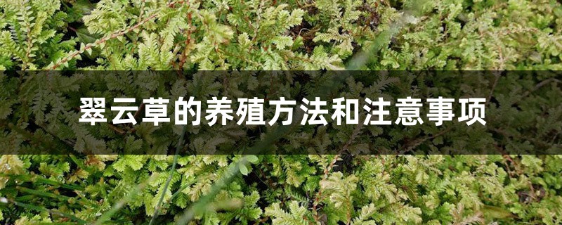 翠云草的养殖方法和注意事项 翠云草的养殖方法和注意事项