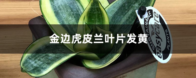 金边虎皮兰黄叶的原因和处理办法 金边虎皮兰黄叶的原因和处理办法