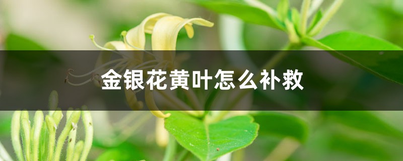 金银花黄叶的原因和处理办法 金银花黄叶的原因和处理办法