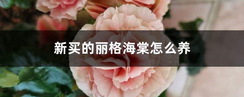 新买的丽格海棠怎么养 新买的丽格海棠怎么养