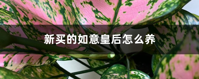 新买的如意皇后怎么养 新买的如意皇后怎么养