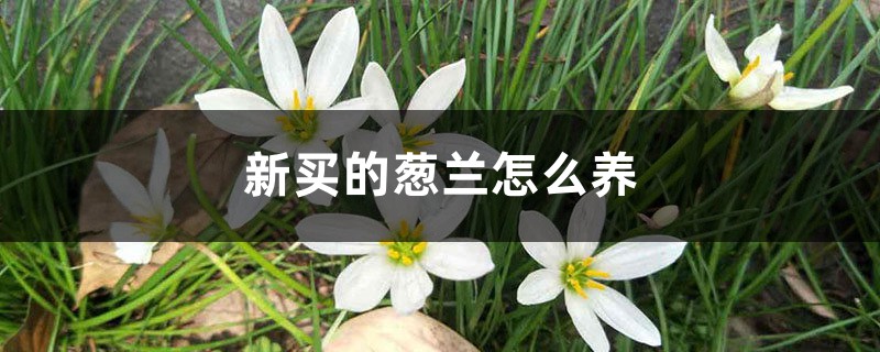 新买的葱兰怎么养 新买的葱兰怎么养