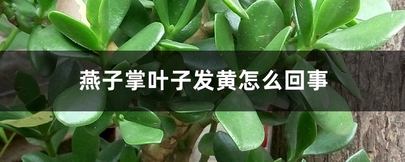 燕子掌叶子发黄怎么回事,怎么办 燕子掌叶子发黄怎么回事,怎么办