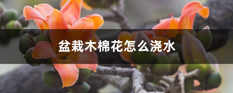 盆栽木棉花怎么浇水,怎么种植 盆栽木棉花怎么浇水,怎么种植