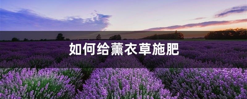 薰衣草施肥方法，用什么肥好