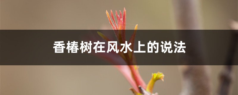 香椿树在风水上的说法,栽在什么位置好 香椿树在风水上的说法,栽在什么位置好