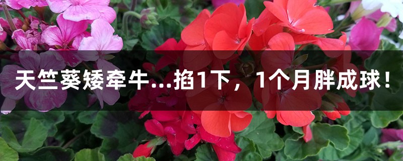天竺葵矮牵牛…掐1下,1个月胖成球! 天竺葵矮牵牛…掐1下,1个月胖成球!