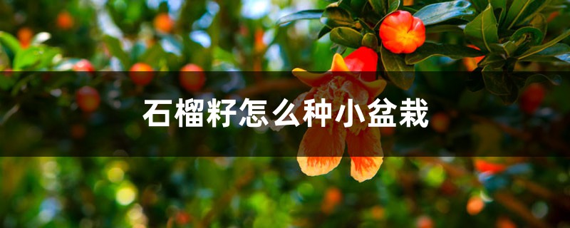 石榴籽怎么种小盆栽 石榴籽怎么种小盆栽