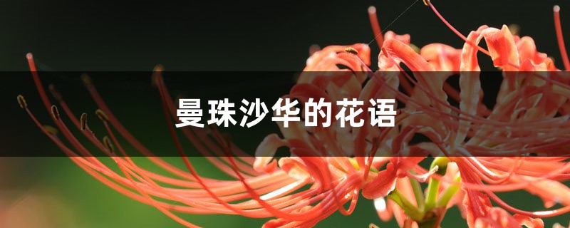 曼珠沙华的花语 曼珠沙华的花语