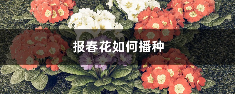 报春花如何播种 报春花如何播种