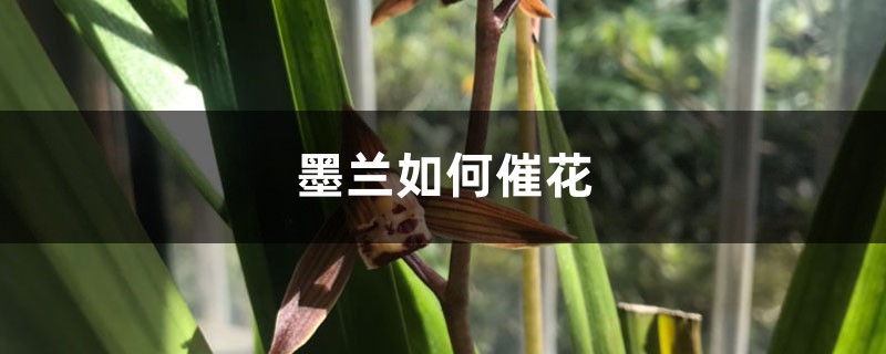 墨兰如何催花 墨兰如何催花