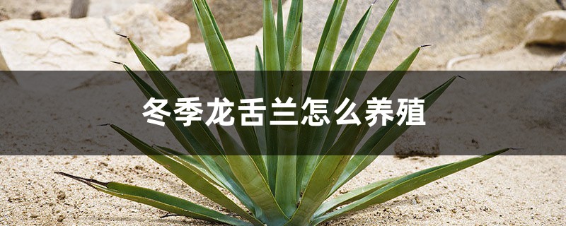 冬季龙舌兰怎么养殖 冬季龙舌兰怎么养殖