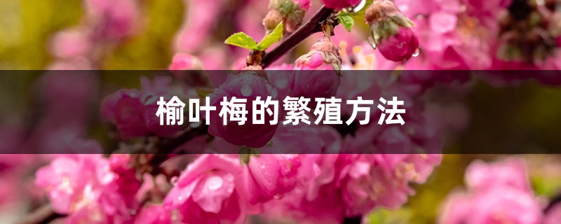 榆叶梅的繁殖方法 榆叶梅的繁殖方法