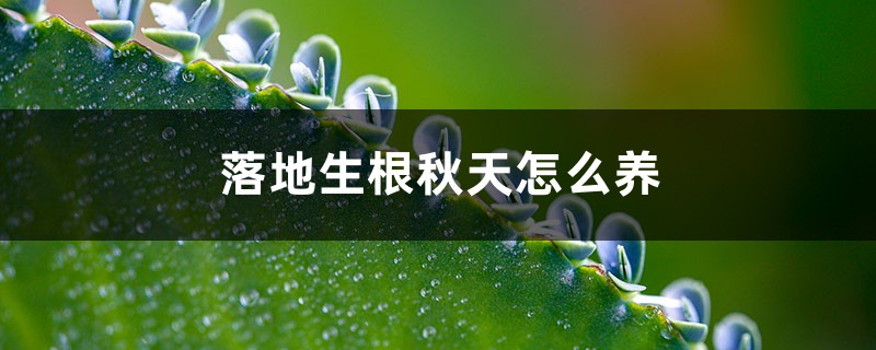 落地生根秋天怎么养 落地生根秋天怎么养