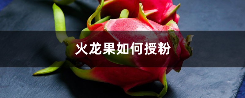 火龙果如何授粉 火龙果如何授粉