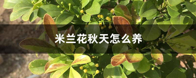 米兰花秋天怎么养 米兰花秋天怎么养