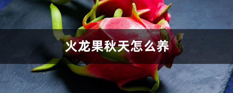 火龙果秋天怎么养 火龙果秋天怎么养