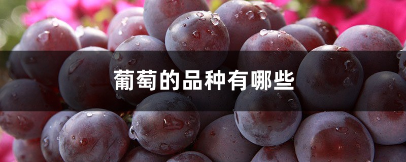 葡萄的品种有哪些 葡萄的品种有哪些