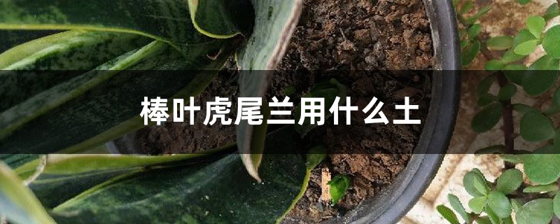 棒叶虎尾兰用什么土 棒叶虎尾兰用什么土