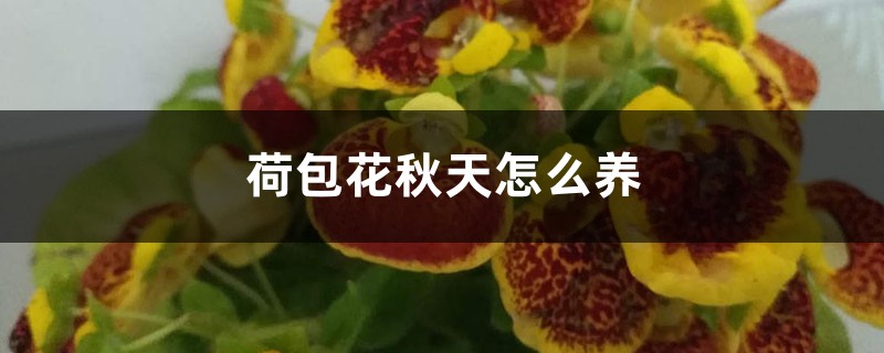 荷包花秋天怎么养