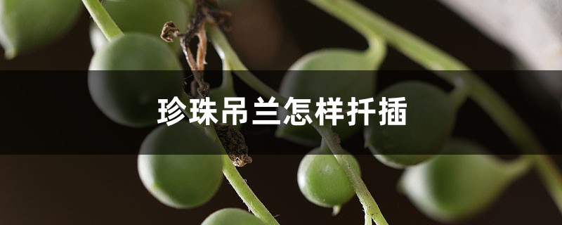 多肉珍珠吊兰怎样扦插,一串怎样爆盆? 多肉珍珠吊兰怎样扦插,一串怎样爆盆?