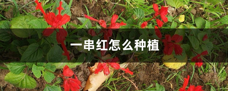 一串红的种子怎么种植 一串红的种子怎么种植